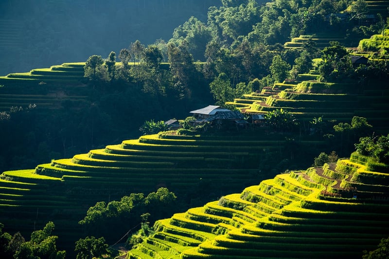 Indoor plants in a well-lit living room